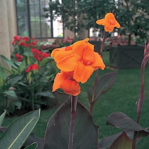 2.5 Qt. Cannova Bronze Orange Canna Lily Plant