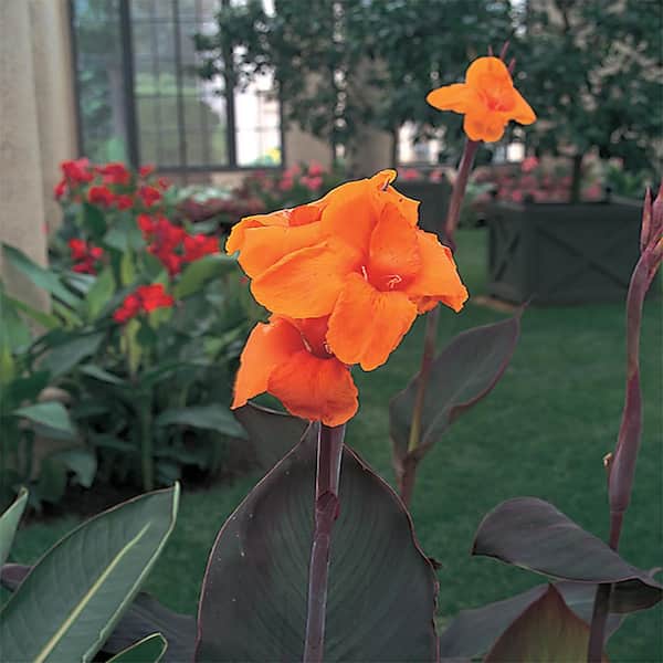 METROLINA GREENHOUSES 2.5 Qt. Cannova Bronze Orange Canna Lily Plant