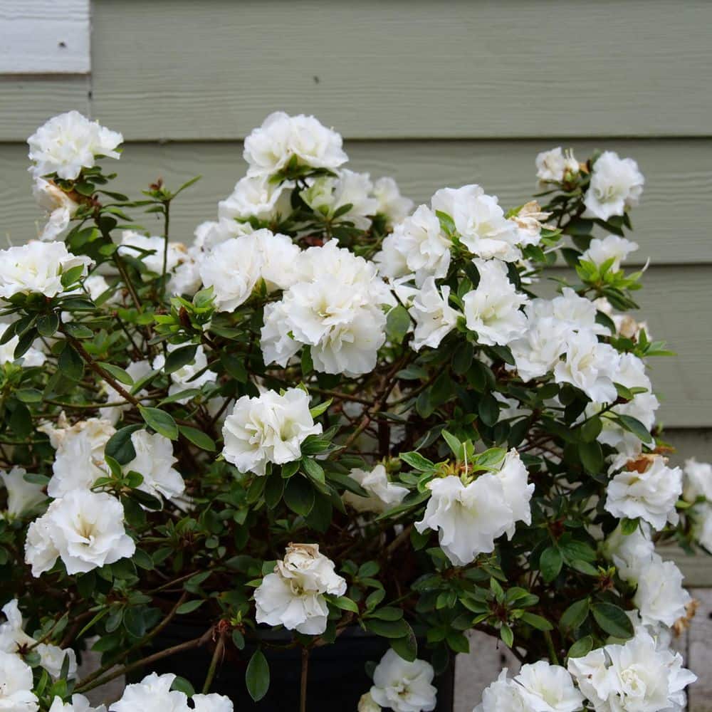 2 Gal. Perfecto Mundo Double White Reblooming Azalea (Rhododendron) Live Shrub, White Flower price history on PriceWatchPro