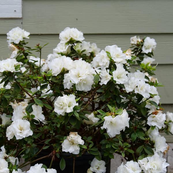 PROVEN WINNERS 2 Gal. Perfecto Mundo Double White Reblooming Azalea (Rhododendron) Live Shrub, White Flower