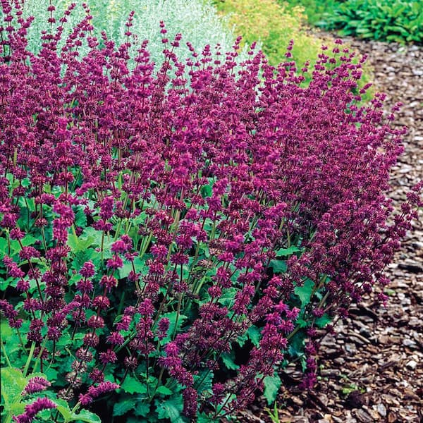 DIRECT GARDENING Purple Rain Salvia Dormant Bare Root Flowering Perennial Starter Plant Roots (3-Pack)