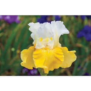 Alpine Journey Bearded Iris White and Yellow Flowers Live Bareroot Plant