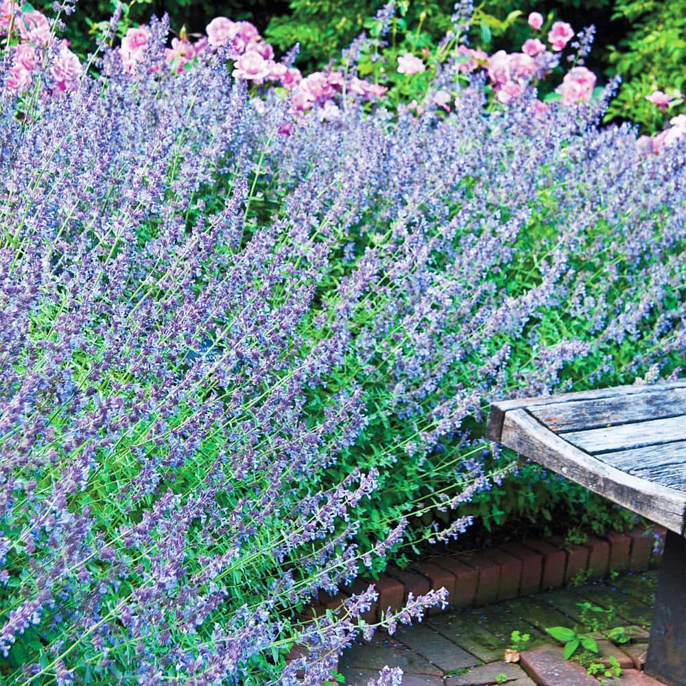 Spring Hill Nurseries 1 Gal. Pot, Walker's Low Catmint Nepeta Potted ...