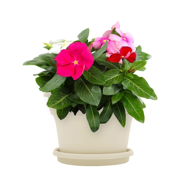 ALTMAN PLANTS 4.4-Pint Mixed Periwinkle Plant (12-Pack) 1005 - The