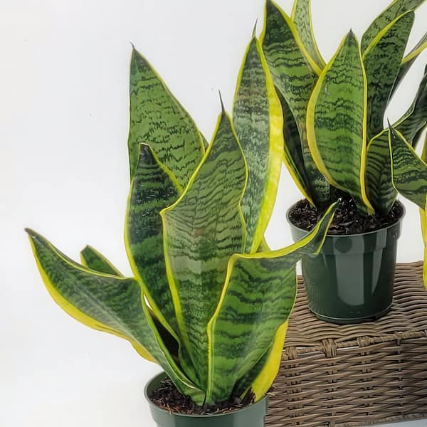 national PLANT NETWORK 4 in. Sansevieria Laurentii Superba Snake