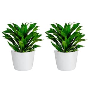Grower's Choice Dracaena Indoor Plant in 6 in. White Ribbed Plastic Decor Planter, Avg. Shipping Height 1-2 ft. (2-Pack)