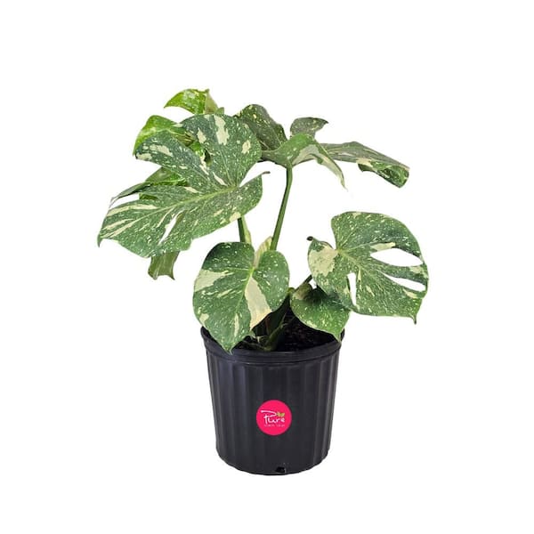 1.5 Gal. Thai Constellation (Monstera deliciosa) Live Indoor Plant in 9.25 in. Growers Pot
