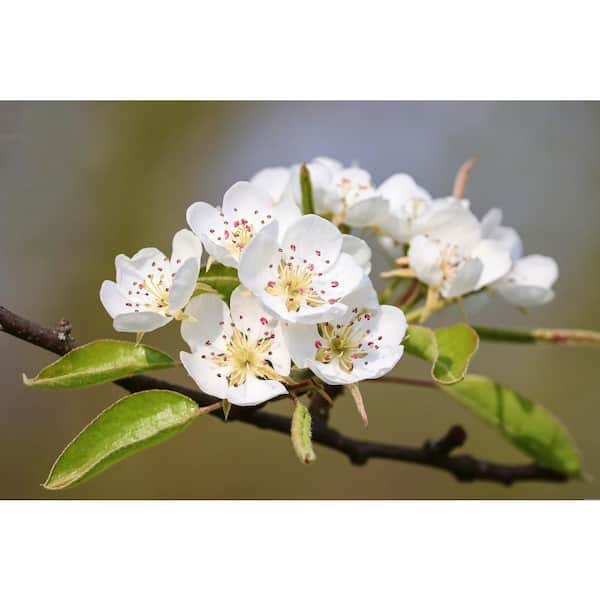 Dwarf Red Bartlett Pear Tree - Bright red, sweeter, juicier, and impro –  Online Orchards