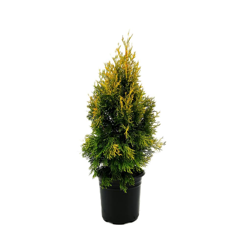 2.5 Qt. Janed Gold Arborvitae Evergreen Shrub With Bright Yellow ...