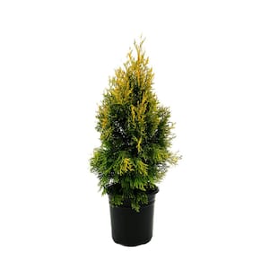 2.5 Qt. Janed Gold Arborvitae Evergreen Shrub With Bright Yellow Foliage (1 each #1 Pot)