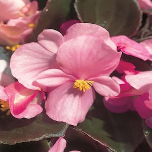 10 in. Pink Begonia Plant (12-Pack)
