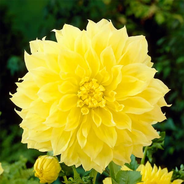VAN ZYVERDEN Van Zyverden Dahlias Kelvin Floodlight Set of 3 Bulbs