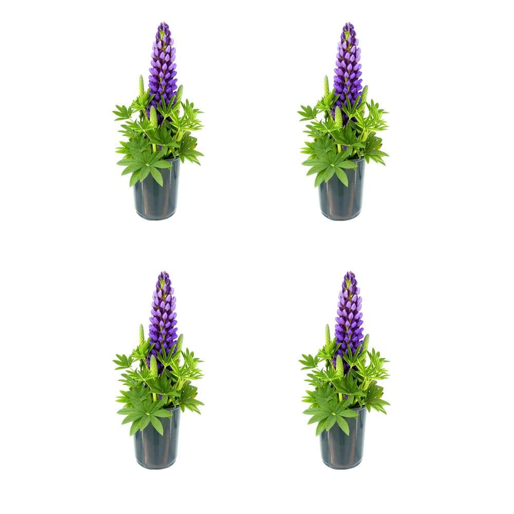 2.5 qt. Perennial Lupine p. Staircase Blue (4-Pack)