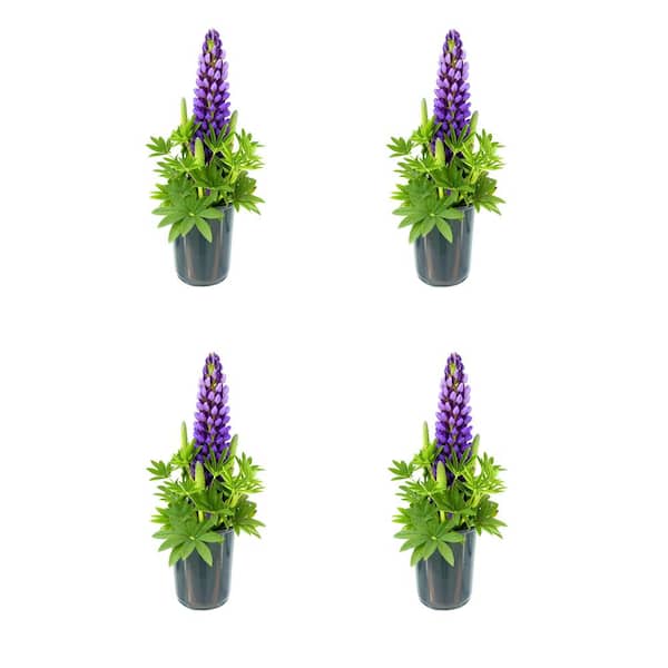 Unbranded 2.5 qt. Perennial Lupine p. Staircase Blue (4-Pack)
