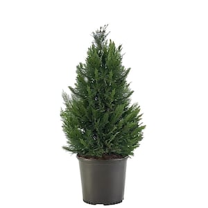 2.25 Gal. Leyland Cypress Evergreen Tree with Green Foliage