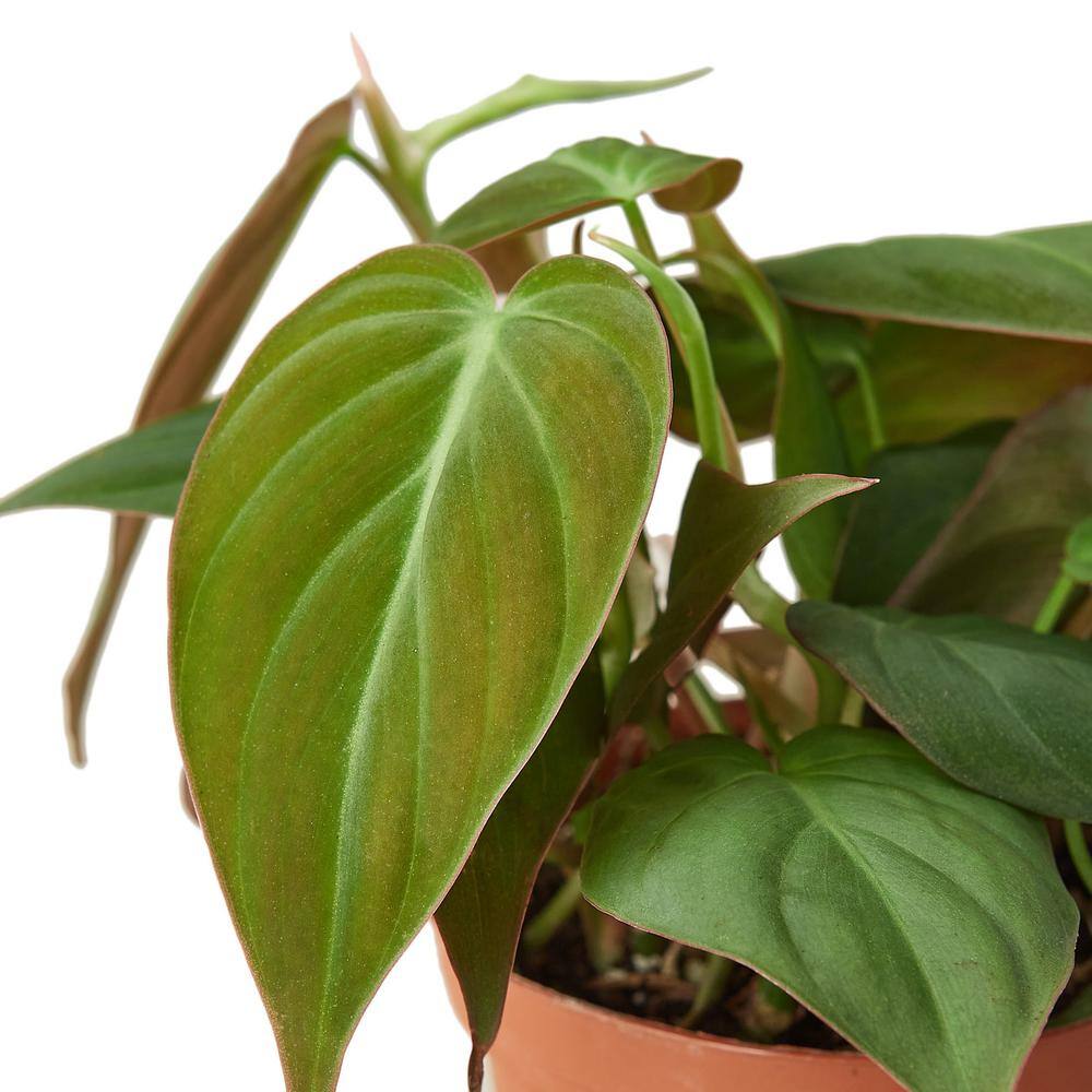 Philodendron Micans Velvet Heart-Leaf Plant in 4" Pot