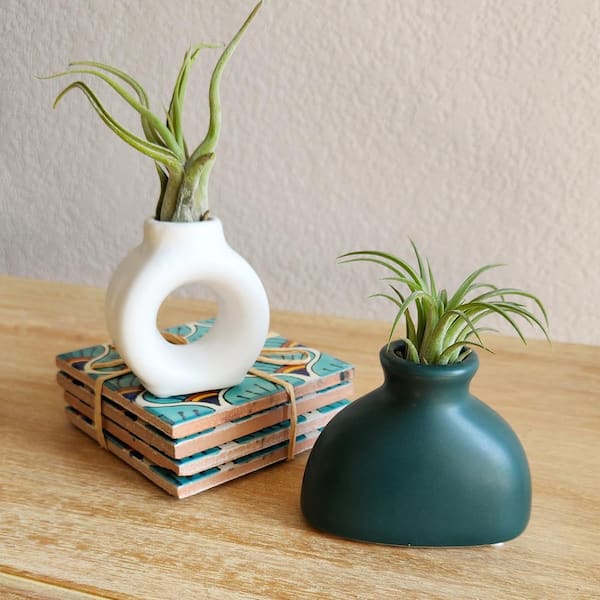 Altman Plants Air Plant Gift (2-pack) White & Green Pots, Easy Pet-Safe House Plant Dcor, Size: 1oz