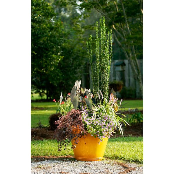 FLOWERWOOD 2.5 Qt. Sky Pencil Japanese Holly(Ilex), Live Plant