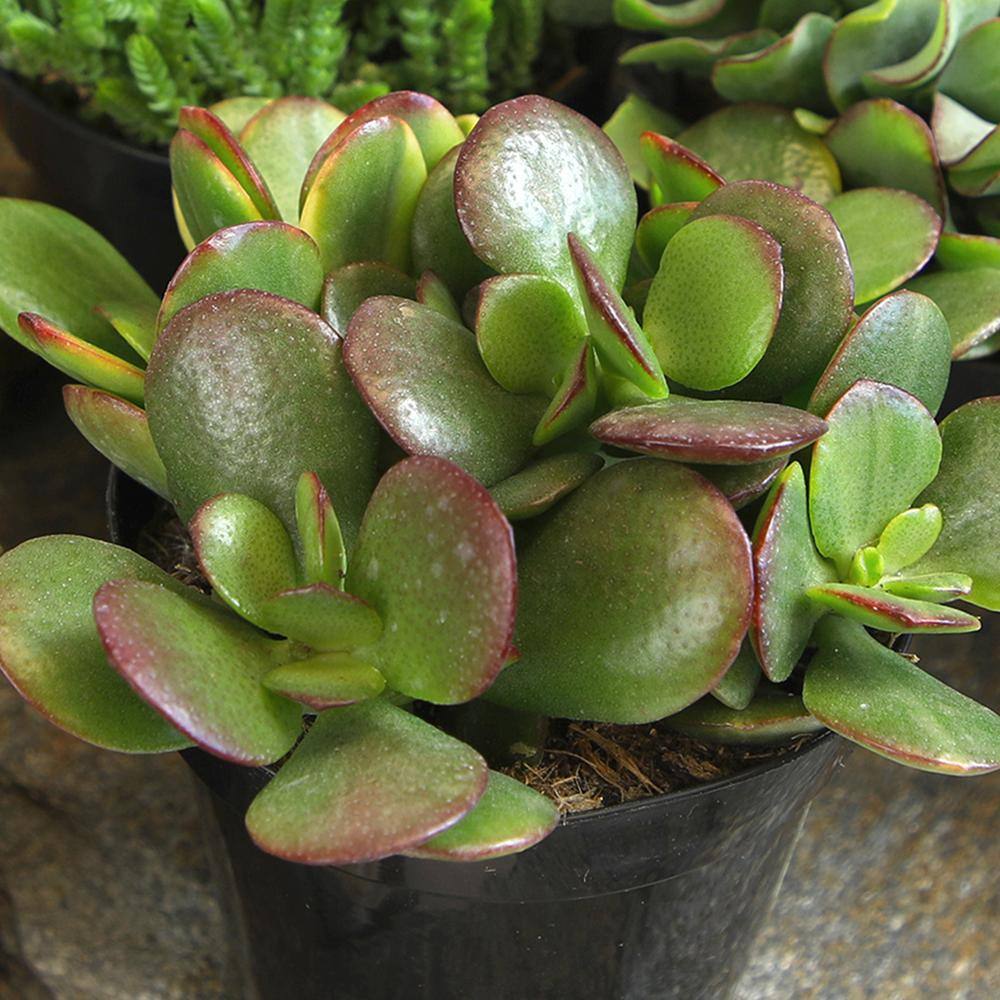 Classic Jade Succulent Collection in Black 2.5 Inch Pots (8-Pack)