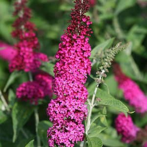 2 Gal. Miss Molly Butterfly Bush (Buddleia) Live Shrub with Pink Flowers