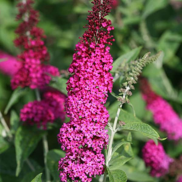 2 Gal. Miss Molly Butterfly Bush (Buddleia) Live Shrub with Pink Flowers