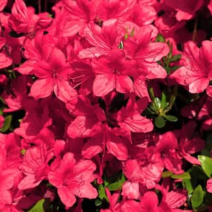 2.25 Gal. Azalea Sunglow Flowering Shrub with Red Blooms