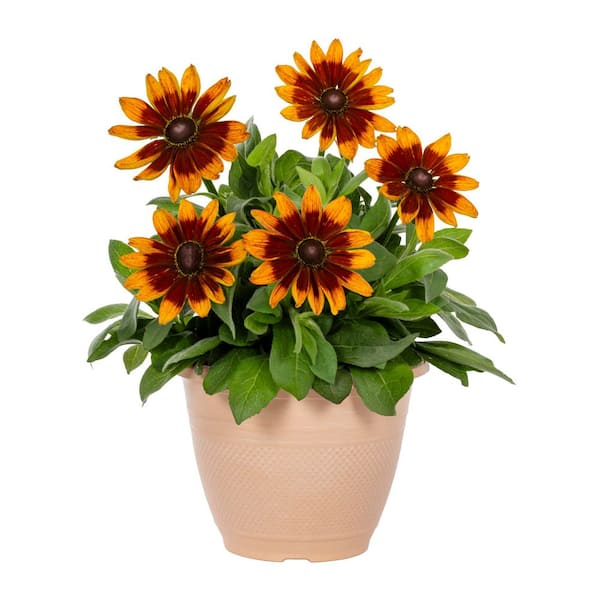 1.75 Gal. Sunbeckia Sarah Rudbeckia Black-Eyed Susan Planter Yellow and Red Bicolor Perennial Plant