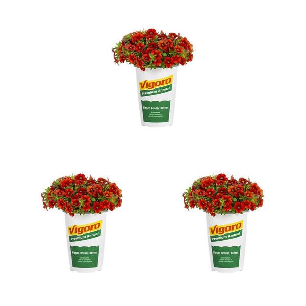 Vigoro 2 qt. Calibrachoa Million Bells Cabaret Diva Orange Annual Plant (3-Pack)