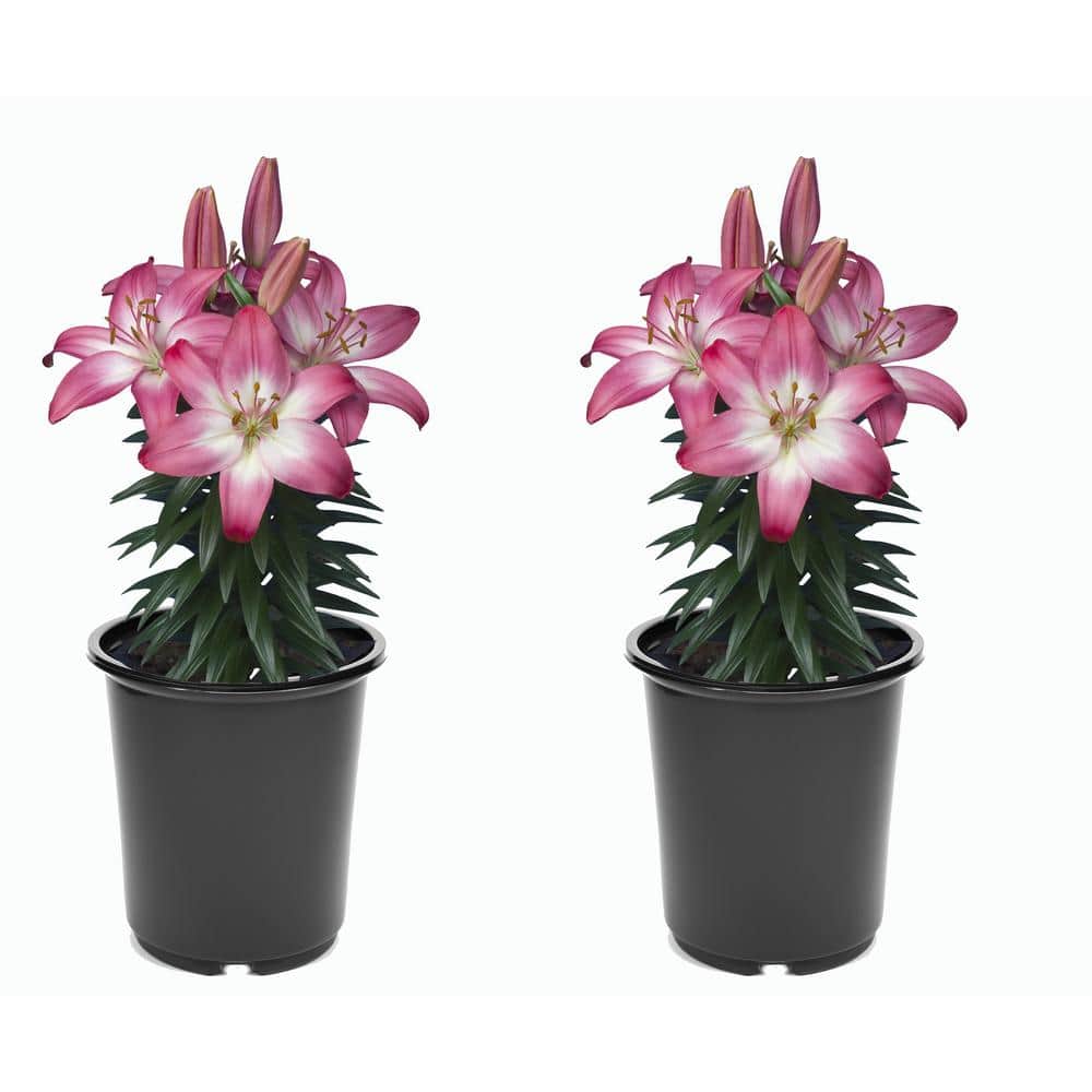 2.5 qt. Pink Asiatic Lily Perennial (2-Pack)