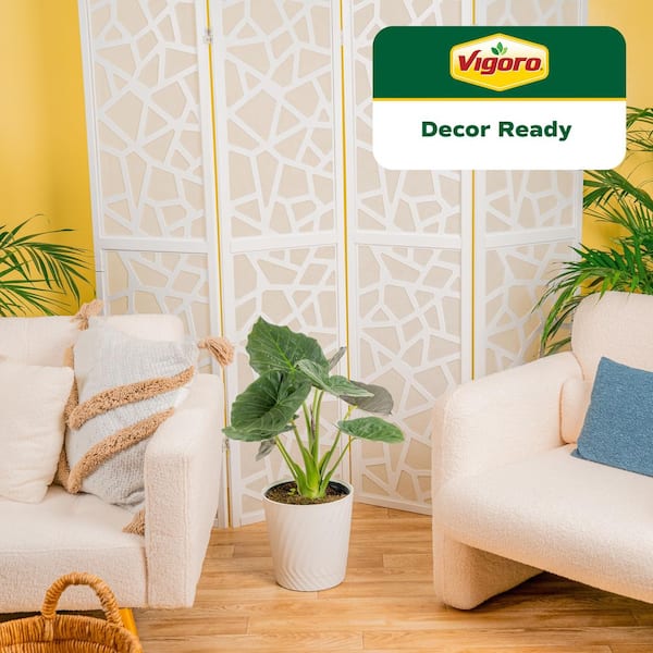 Grower's Choice Indoor Alocasia Elephant Ear Plant in 10 in. White Decor Planter, Avg. Shipping Height 1-2 ft. Tall