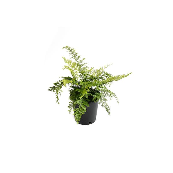 EVERDE GROWERS 2.5 qt. Mother Fern Plant - Foliage Perennial