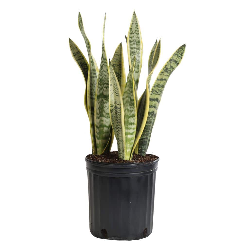 costa farms snake plant laurentii (sansevieria) in 8.75 in. grower pot  10sansl - the home depot