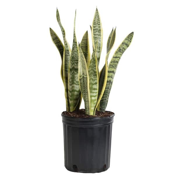 Costa Farms Snake Plant Laurentii (Sansevieria) in 8.75 in. Grower Pot