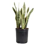 Sansevieria Laurentii Indoor Snake Plant in 8.75 in. Grower Pot, Avg. Shipping Height 1-2 ft. Tall