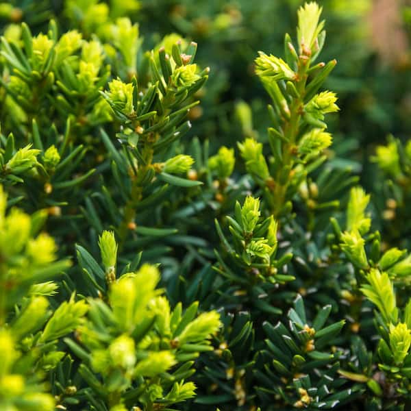 Spring Hill Nurseries 2.25 Gal. Pot, Dark Green Spreader Yew Potted Evergreen Shrub (1-Pack)
