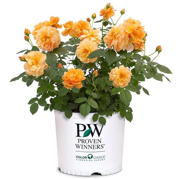 PROVEN WINNERS 2 Gal. At Last Rose Plant with Sunset-Orange Flowers