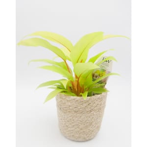 leafjoy Collection Philodendron Lemon Lime Live Indoor Plant in 7 in. Seagrass Pot, Avg Ship Height 5 in.