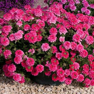 2.5 Qt. EnduraScape Hot Pink Verbena Plant with Pink Blooms