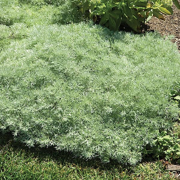 BELL NURSERY 1 Gal. Mugwort Artemisia Plant