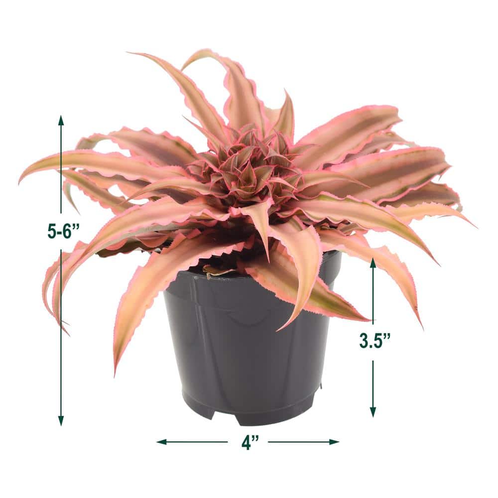 Cryptanthus Pink Earth Star Indoor Plant in Black Grower Pot