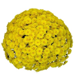 1.8 Gal. Mum Chrysanthemum Plant Yellow Flowers in 11 In. Hanging Basket