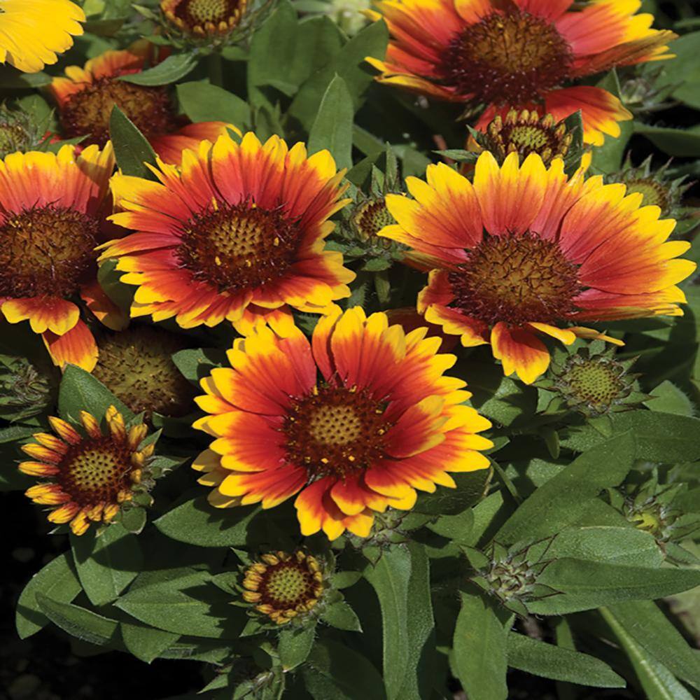 METROLINA GREENHOUSES 2.5 Qt. Spintop Orange Halo Blanket Flowers Plant ...