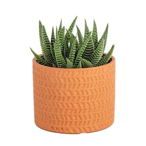 Haworthia Indoor Succulent Plant in 4 in. Modern Ceramic Planter, Avg. Shipping Height 5 in. Tall