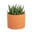 https://images.thdstatic.com/productImages/5dbe5ce6-240e-4c89-a77b-cdd510da453d/svn/costa-farms-succulent-plants-4suchawmasonmah-64_65.jpg