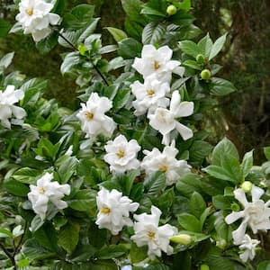 2.5 qt. Gardenia Frostproof Flowering Shrub with White Flowers