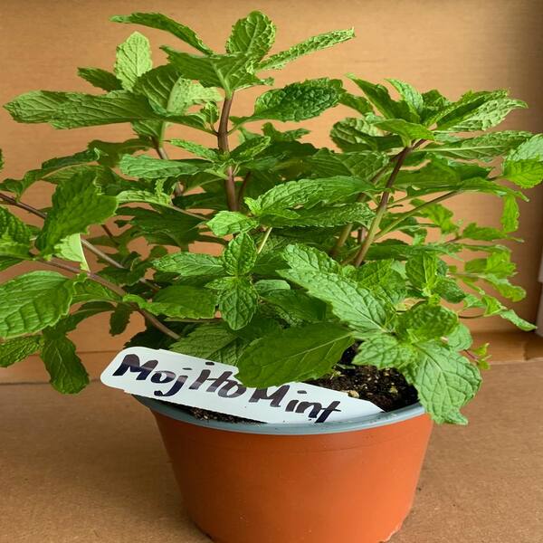 OnlinePlantCenter 5.5 in. Mojito Mint Culinary Herb Plant