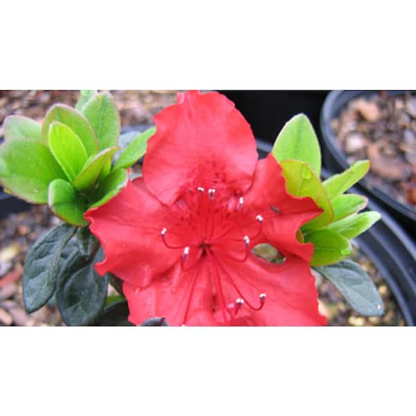 2.5 Qt. Hot Shot Azalea Plant with Red Blooms