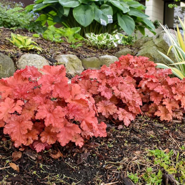 Reviews for PROVEN WINNERS 0.65 Gal. Primo Peachberry Ice Coral