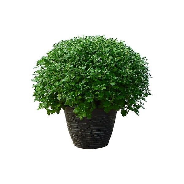 Unbranded 13 in. Planter Bronze Mum Perennial Plant