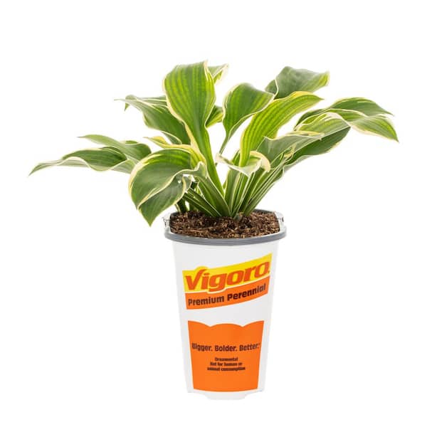 1.5 PT Hosta 'Golden Tiara' Perennial Plant